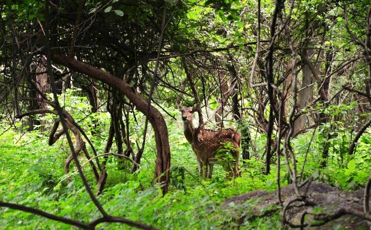 23- Balpakram National Park